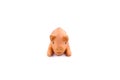 Steamer rubber toy for dogs Royalty Free Stock Photo