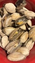 Steamers - clams New England tradition