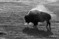 Steaming bison
