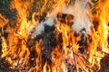 Steaming fire, tree branches burning in a bonfire Royalty Free Stock Photo