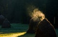 Steaming haystack near the forest at sunrise