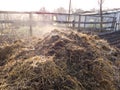 Steaming manure heap