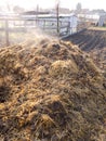 Steaming manure heap