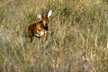 Steaming Steenbok Royalty Free Stock Photo