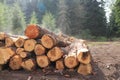 Steaming tree logs in a pile in a pine forest after a rain storm