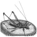 Steampunk grasshopper