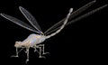 Steampunk Machine, Dragonfly Insect, Isolated Royalty Free Stock Photo