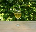 Steamy Glass of White Wine Royalty Free Stock Photo