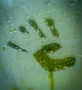 Steamy Handprint Royalty Free Stock Photo