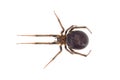False widow spider isolated on white background, Steatoda grossa female Royalty Free Stock Photo