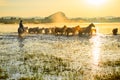 The steeds and herd in water