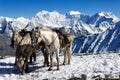 Steeds on the pass Karaturek in the background Mount Belukha, Al