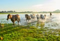 The steeds in water Royalty Free Stock Photo