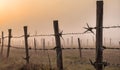 Steel barbed wire fence at field. Generated Ai Royalty Free Stock Photo