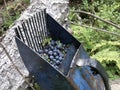 Steel berry harvester with harvested blueberries inside. Selective focus