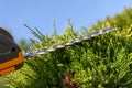 A steel blades of a small hedge trimmer cutting green branches outdoors