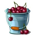 Steel bucket full of ripe cherries vector isolated