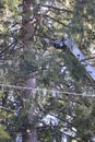 steel crane reaching through pine forest