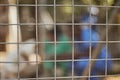 Steel fence, blurred background and animal shelter volunteers keep animals safe, secure and fed for adoption play