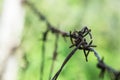 Steel fencing wire or barbed wire Royalty Free Stock Photo