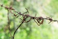 Steel fencing wire or barbed wire Royalty Free Stock Photo