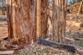 A steel froe leaning against a cedar stump. Royalty Free Stock Photo