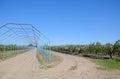 Steel gazebo for grapes over the road in the apple orchard. Royalty Free Stock Photo