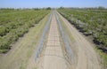 Steel gazebo for grapes over the road in the apple orchard. Fruit garden Royalty Free Stock Photo