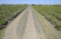 Steel gazebo for grapes over the road in the apple orchard. Frui Royalty Free Stock Photo