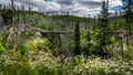 Steel Girder Bridge and Wildflowers in Myra Canyon on the abandoned Kettle Valley Railway of Myra Canyon