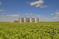 Steel grain bins in a sugar beet field Royalty Free Stock Photo