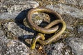 A steel hawser in the shape of a chain eyelet driven into the ground at the quay.