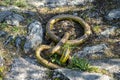 A steel hawser in the shape of a chain eyelet driven into the ground at the quay.