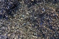 Steel scrap materials recycling. Abstract, background and texture of metal shavings. Royalty Free Stock Photo