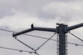 steel telephone pole with a bald eagle on top Royalty Free Stock Photo