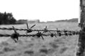 Steel wire with thorns des close up in black and white