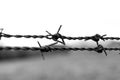 Steel wire with thorns des close up in black and white