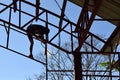 Steel worker welding trusses of a covered gym court.