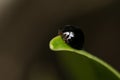 Steelblue Ladybird Beetle