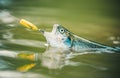 Steelhead rainbow trout. Fly fishing for trout. Brown trout being caught in fishing net. Royalty Free Stock Photo