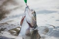 Steelhead rainbow trout. Fly rod and reel with a brown trout from a stream. Fish on the hook. Royalty Free Stock Photo