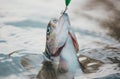 Steelhead rainbow trout. Fly rod and reel with a brown trout from a stream. Fish on the hook. Royalty Free Stock Photo