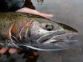 Steelhead Trout in amazing Alaska !!