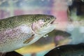 Steelhead trout or Rainbow trout close-up floating under water background