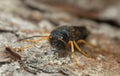 Steely-blue wood wasp, Sirex juvencus on fir bark