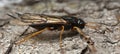 Steely-blue wood wasp, Sirex juvencus on fir bark