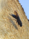 Steely-blue wood wasp, Sirex juvencus laying eggs in fir wood
