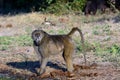 Steely eyes of a Baboon Royalty Free Stock Photo