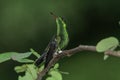 Steely-vented Hummingbird