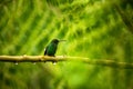 Steely-vented hummingbird sitting on branch in rain, hummingbird from tropical rain forest,Colombia,bird perching,tiny beautiful b